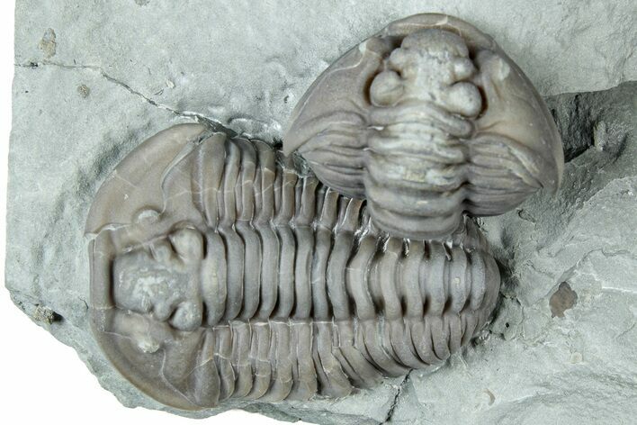 Two Fossil Flexicalymene Trilobites - Mt Orab, Ohio #329811
